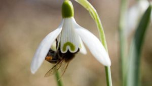 Ausblick aufs Frühjahr – jedenfalls wenn die Bienen weiterhin fliegen. Foto: dpa
