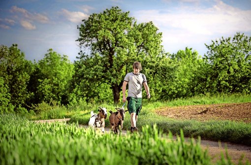 Die beiden Westafrikanischen Zwergziegenböcke Diego und Manni lieben es, auf den Feldwegen um Kirchberg spazieren zu gehen. Foto: geschichtenfotograf.de