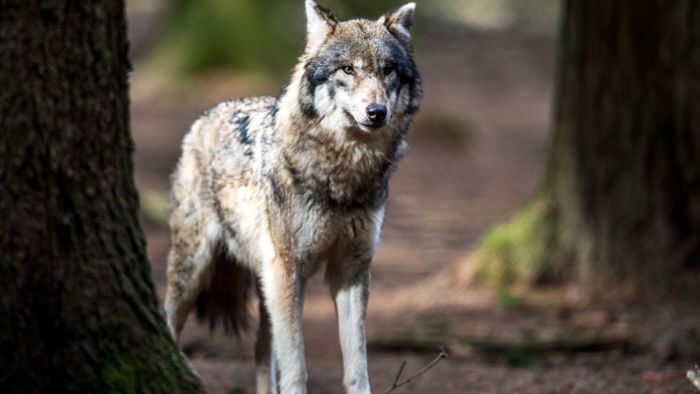 Schutz des Wolfes sorgt für Ärger zwischen Grünen und CDU