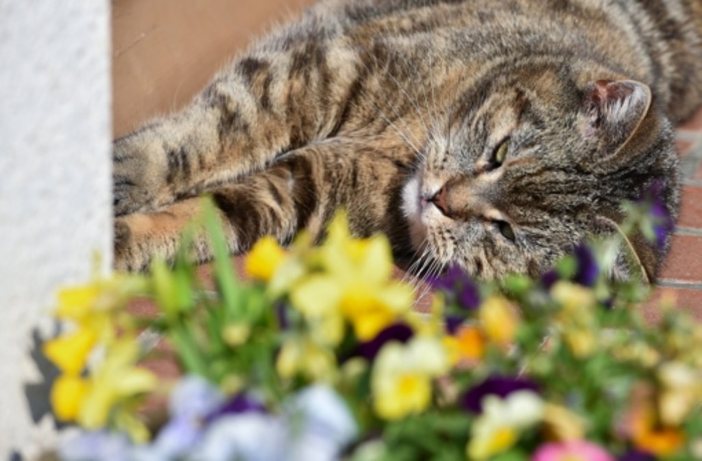 Eine Katze genießt die Frühlingssonne in Sieversdorf (Brandenburg)