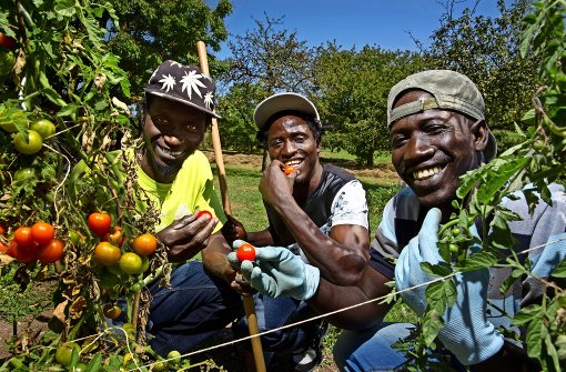 Essa, Kawsu und Bob (v.li.) aus Gambia sind regelmäßige Gäste im Garten Foto: Frank Eppler