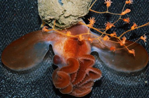Zum ersten Mal ist ein Tiefsee-Oktopus beim Schlüpfen beobachtet worden Foto: dpa/NOAA Office of Exploration and R