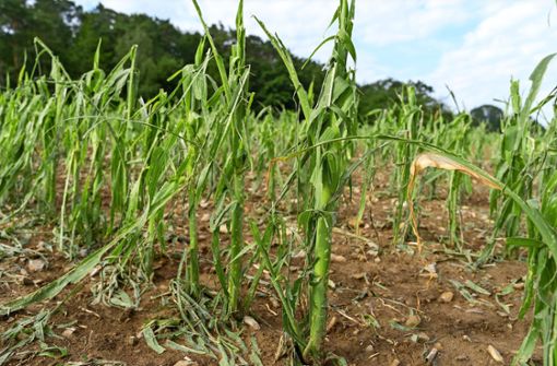 Der Mais wird nach den Unwettern wohl nicht mehr gerade wachsen. Foto: Jürgen Bach