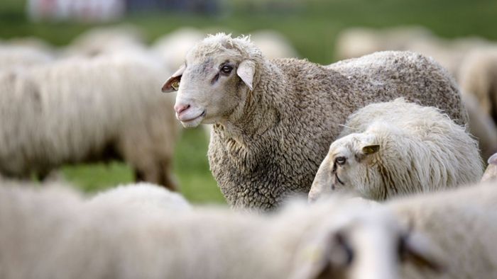 Hunderte ausgebüxte Schafe   halten Polizei auf Trab