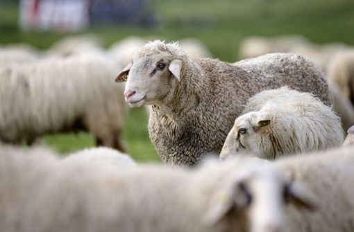 Über 300 Schafe spazierten am Donnerstag durch die Gegend. (Symbolfoto) Foto: imago images/Future Image/Christoph Hardt via www.imago-images.de