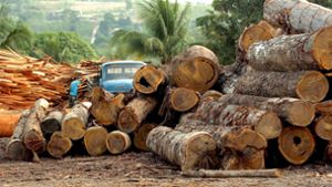 Gegen die Abholzung des Regenwaldes kann jeder etwas tun. Foto: Marcelo Sayao/EFE/dpa