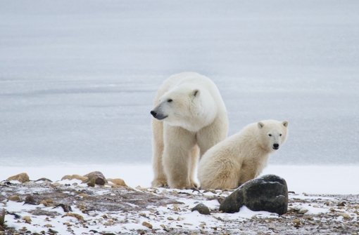 Eine Eisbärenmutter (Symbolfoto) nimmt auf der Suche nach Futter einiges auf sich Foto:  