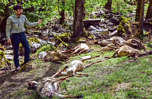 Experten der Forstlichen Versuchs- und Forschungsanstalt waren am Schauplatz des Wolfsrisses in der Nähe von Bad Wildbad rasch zur Stelle. Foto: dpa