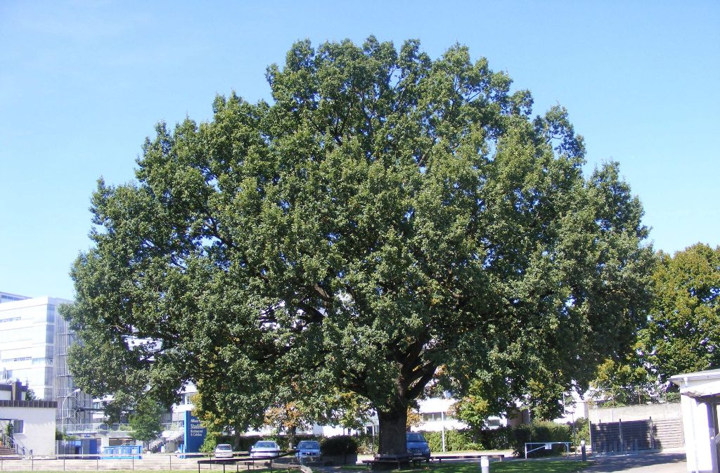 Für viele ist die mehr als 100 Jahre alte Eiche auf dem Allianz-Gelände in Stuttgart-Vaihingen einer der Knackpunkte. Der Baum soll erhalten werden. Foto: z/Stefan Koch