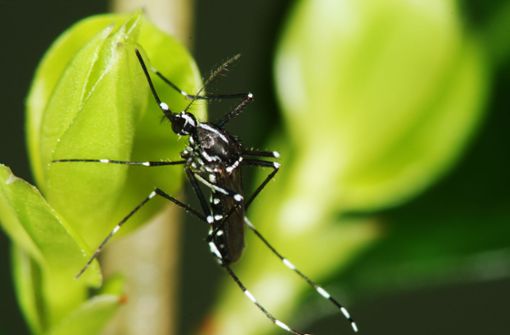 Die auffällig schwarz-weiß-gemusterte Stechmücke wird nur wenige Millimeter groß. Foto: B.Pluskota /KARS