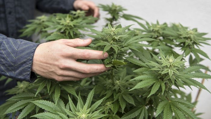 Polizei findet bei 22-Jährigem zum zweiten Mal Marihuana-Plantage