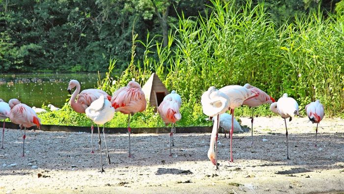Flamingos bleiben unter Quarantäne