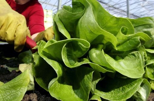 In vielen Salaten, die man im Supermarkt kauft, finden sich Pestizide. Das ergibt eine Studie von Greenpeace. Foto: dpa