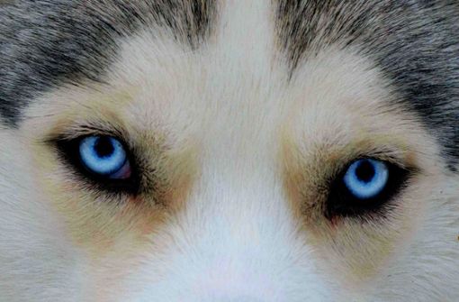Schau mir in die Augen, Husky: Sibirische Schlittenhunde wanderten vor Jahrtausenden in Nordamerika ein, konnten sich dort aber nicht halten. Foto: AFP