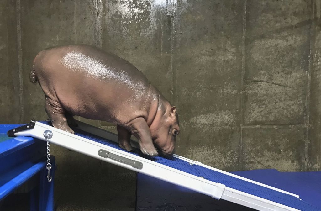 Tapsige Schritte auf der Rutsche: Das kleine Hippo ist im Januar vorzeitig geboren worden und der erste Nilpferdnachwuchs in dem Zoo seit 75 Jahren.