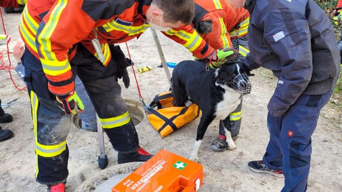 Feuerwehr rettet Hund aus Kanalrohr