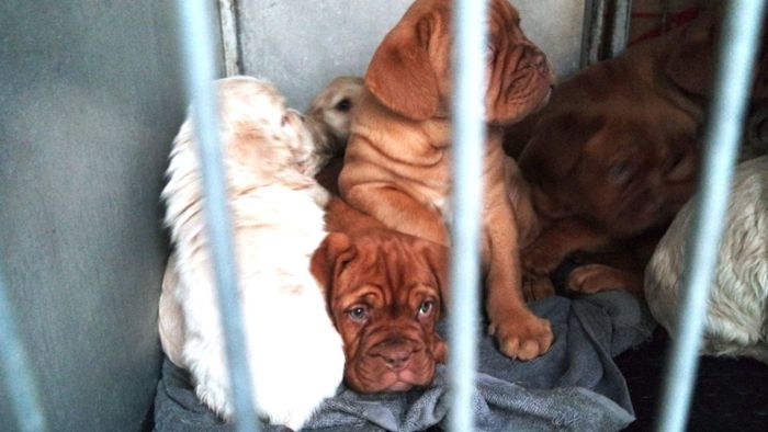 42 Hundewelpen aus illegalem Tiertransport in desolatem Zustand