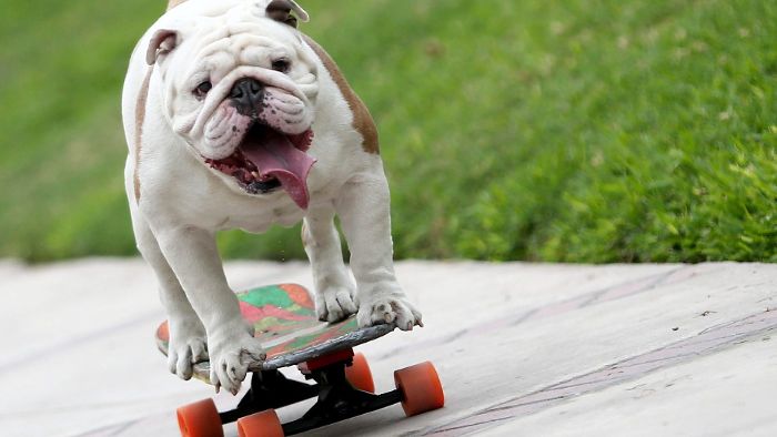 Bulldogge Otto holt sich den Rekord