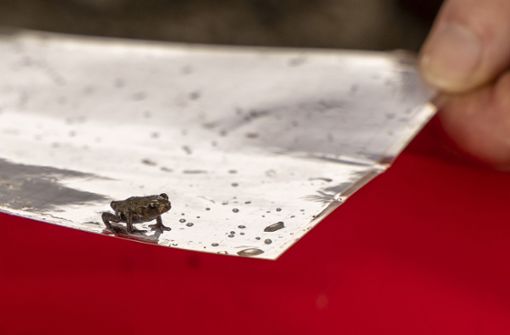 Kaum größer als ein Fingernagel ist der Amphibien-Nachwuchs, der zwischen Perouse und Flacht über die Straße hüpfen will. Foto: Jürgen Bach