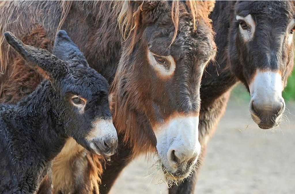 Poitouesel zählen zu den bedrohten Nutztierrassen, die auf dem Schaubauernhof leben.