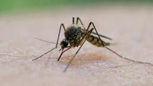 Die Stechmücken werden in großer Zahl erwartet. Foto: dpa/Patrick Pleul