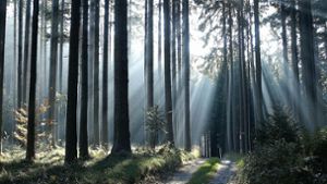 Der Entwurf des Waldgremiums stößt auf Kritik