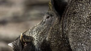 Ein Wildschwein sorgte für Unruhe in Bayern. Foto: IMAGO/imagebroker/IMAGO/imageBROKER/Ronald Wittek