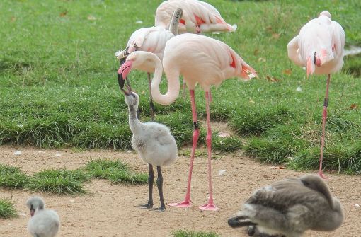 Peta kritisiert die Flamingohaltung der Wilhelma und erstattet Strafanzeige. Foto: Wilhelma