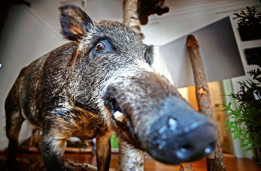 Wildschwein und andere Waldbewohner sind in Murrhardt ausgestellt.