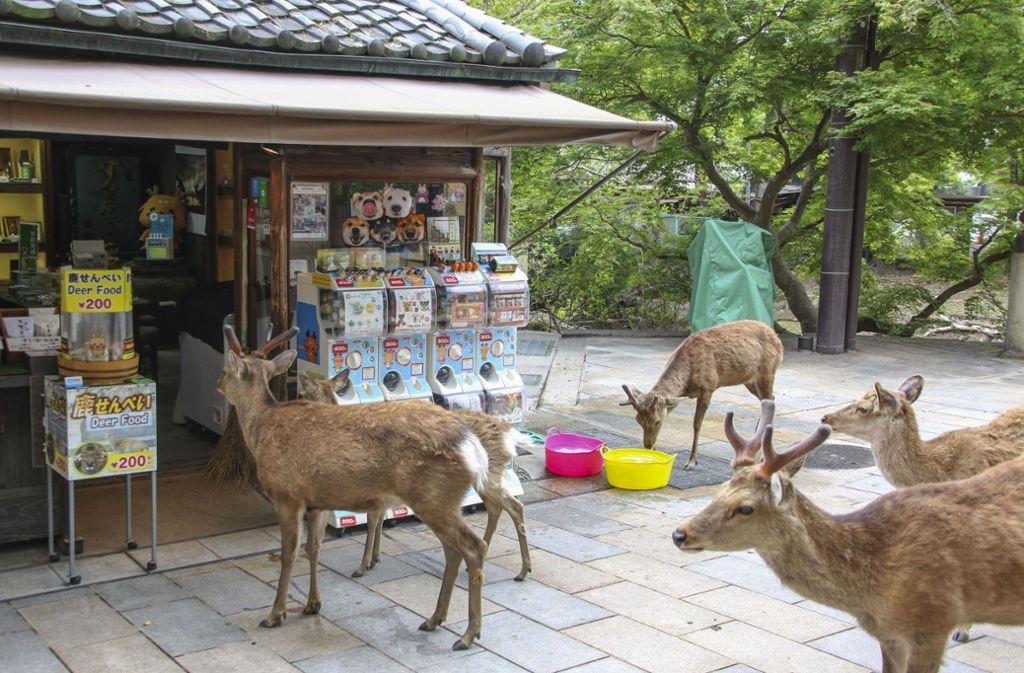 Bis zu zwei Kilometer legten die Sika-Hirsche in der japanischen Stadt Nara zurück, um in der Nähe des Bahnhofs etwas Essbares zu finden.