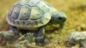 Zoll entdeckt lebende Schildkröte in Hosentasche