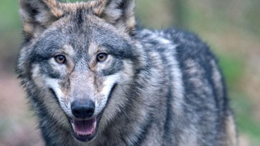 In Aalen-Oberkochen wurde ein Wolf gesichtet (Symbolbild). Foto: dpa/Boris Roessler