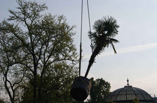 Ein Kran transportiert die Wilhelma-Palmen auf ihren Sommerplatz auf den Subtropenterrassen. Foto: Wilhelma