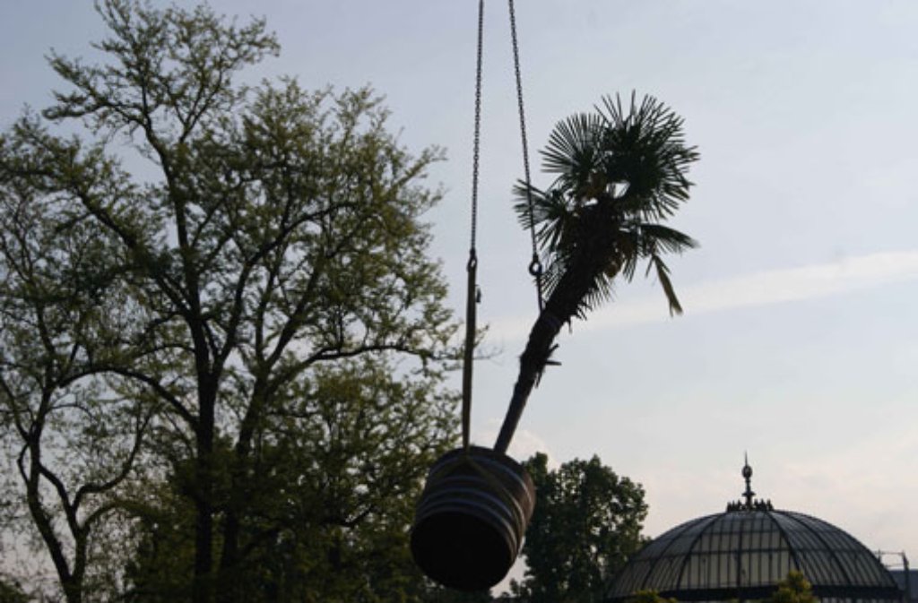 Ein Kran transportiert die Wilhelma-Palmen auf ihren Sommerplatz auf den Subtropenterrassen.