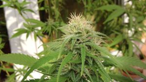 Darf der Vermieter Cannabis-Pflanzen-Anbau verbieten?
