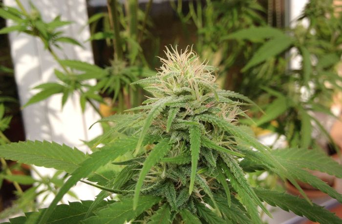 Darf der Vermieter Cannabis-Pflanzen-Anbau verbieten?