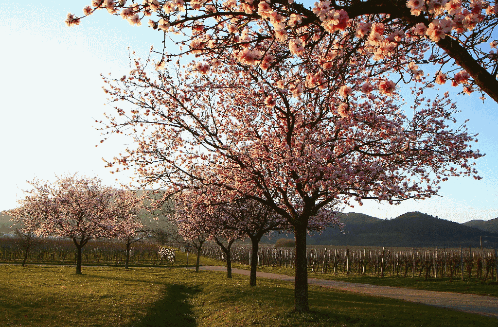 Wenn die Mandelbäume blühen, ist Frühling an der Deutschen Weinstraße.
