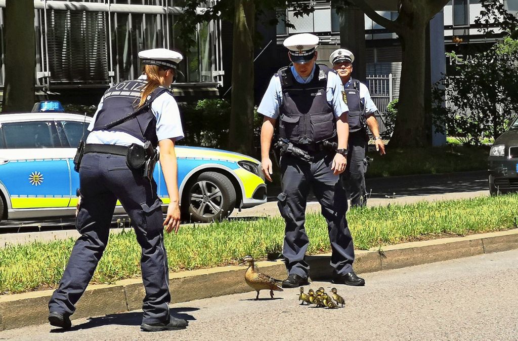 Dein Tierfreund und Helfer: Die Polizei bringt am Montag neun Enten sicher zurück in den Schlossgarten.