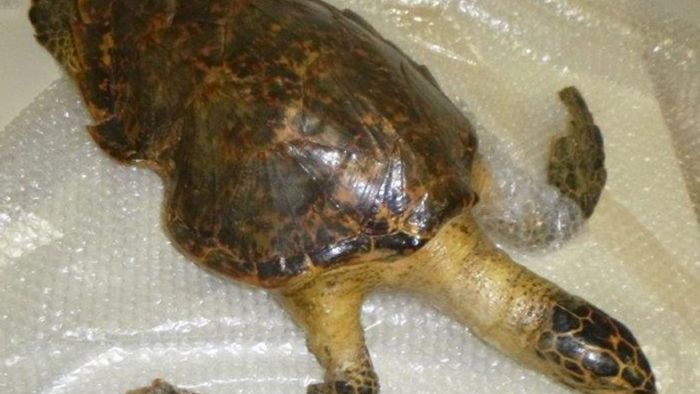 Zoll beschlagnahmt geschützte Schildkröte