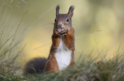Eichhörnchen erfreuen sich in Deutschland großer Beliebtheit. Foto: imago images/Westend61