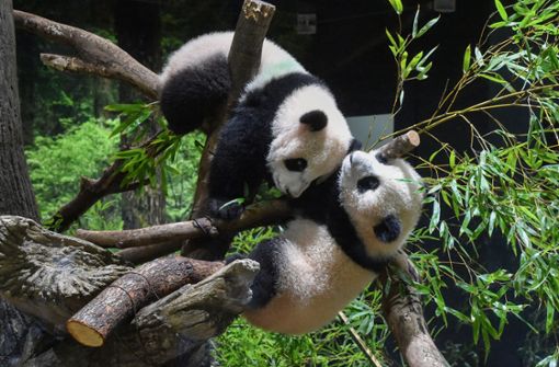 Die Panda-Zwillinge  Xiao Xiao und Lei Lei wurden erstmals der Öffentlichkeit präsentiert. Foto: dpa/Uncredited