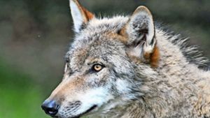 Im Landkreis Oberallgäu hat ein Wolf fünf Kälber gerissen (Symbolbild). Foto: dpa