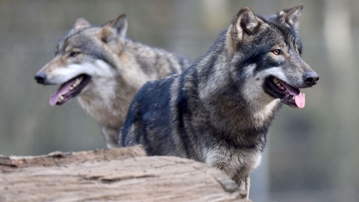 Experten vermuten Wolf hinter der Attacke