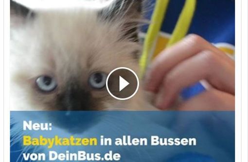 Wer hätte nicht gerne auf Busreisen eine kleine Katze zum Kraulen? Foto: Facebook/@DeinBus