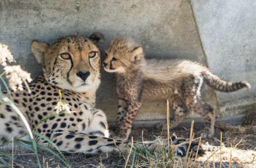 Erstmals konnten in der Wilhelma Geparden gezüchtet werden. Foto: Wilhelma Stuttgart/Harald Knitter