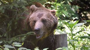 Nach Bären-Angriff auf Jogger in Italien: Wildtierpark im Schwarzwald will „Problembärin“ aus Italien aufnehmen