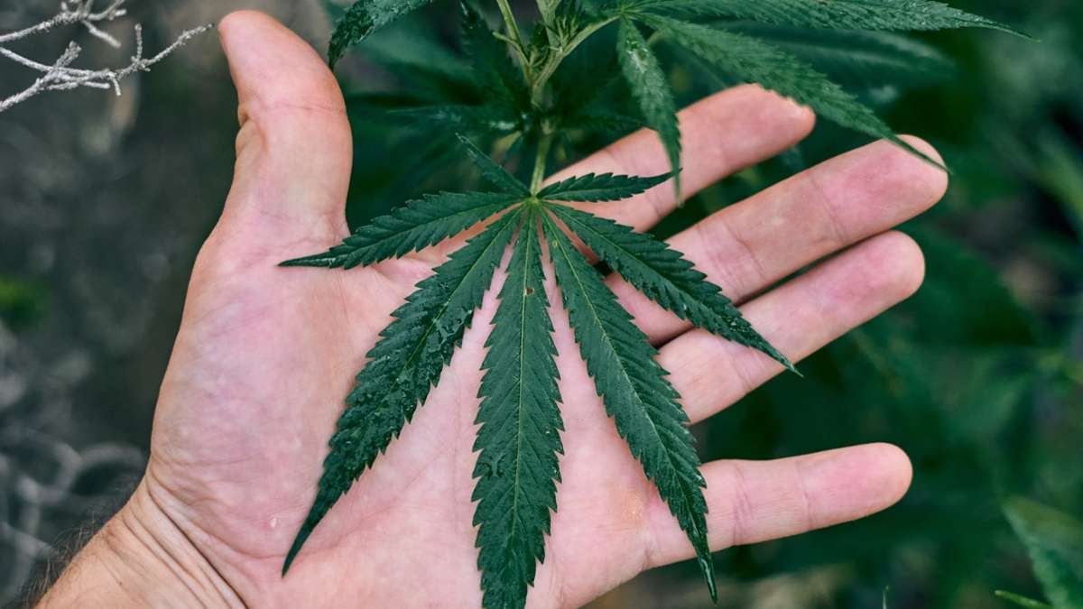 Cannabis: Legale Besitzmenge im Eigenanbau wird verdoppelt