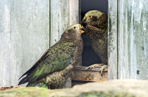 Die Kea-Papageien in der Wilhelma haben Nachwuchs. Foto: Wilhelma Stuttgart/Lisa-Marie Grimmer