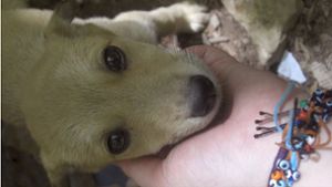 Hundewelpe nach zehn Tagen aus Schacht gerettet