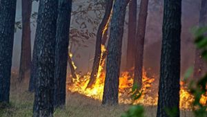 Die Waldbrände in der Region sind zumeist Bodenbrände. Dabei stehen trockenes Laub und kleine Äste am Boden in Flammen. Foto: dpa